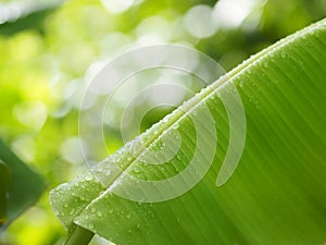 Rain drops on the leaves banana on blurred of nature background