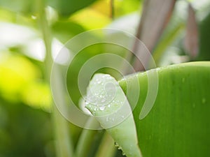 Rain drops on the leaves banana on blurred of nature background