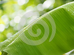 Rain drops on the leaves banana on blurred of nature background
