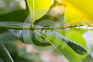 Rain drops on the leaves hanging on the small branch with the lights from the sun.