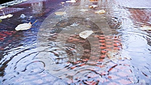 Rain drops leaves ripples autumn b