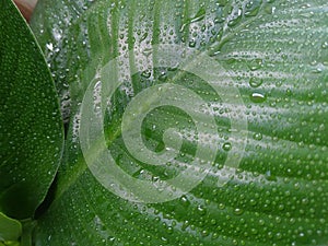 rain drops on the leaves of a spathiphyllum mauna loa plant