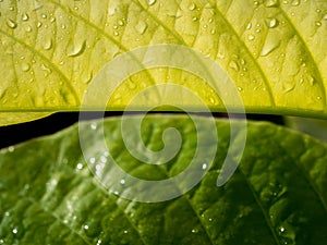 The Rain Drops on The Lecttuce Tree