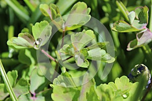 Rain drops left on the columbine leaves