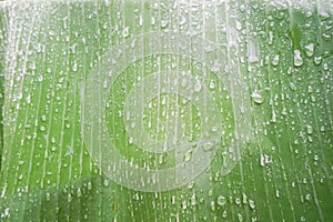 Rain drops on light green banana leaf