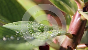 Rain drops on a light green leaf.