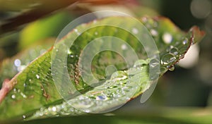 Rain drops on a light green leaf.