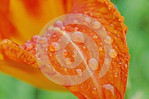 Rain drops on lily petal