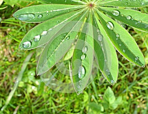 Rain drops on lupin leaf