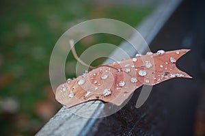 Rain drops on maple leaf on wooden bench in public ga