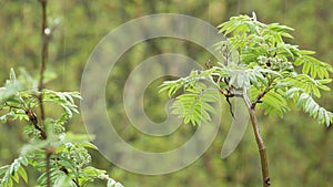 Rain drops on moist leaves in spring forest. Droplets on wet green trees foliage