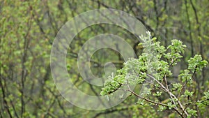 Rain drops on moist leaves in spring forest. Droplets on wet green trees foliage