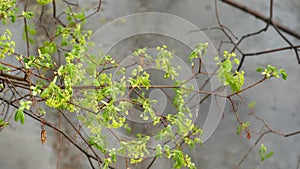 Rain drops on moist leaves in spring forest. Droplets on wet green trees foliage