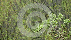 Rain drops on moist leaves in spring forest. Droplets on wet green trees foliage
