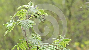 Rain drops on moist leaves in spring forest. Droplets on wet green trees foliage