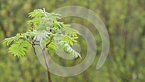 Rain drops on moist leaves in spring forest. Droplets on wet green trees foliage