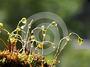 rain drops on moss