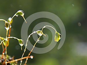 rain drops on moss