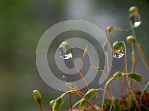 rain drops on moss