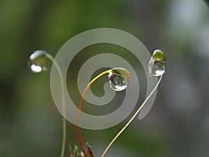rain drops on moss