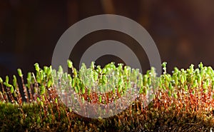 Rain drops on moss