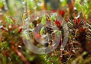 Rain drops on mossy forest floor