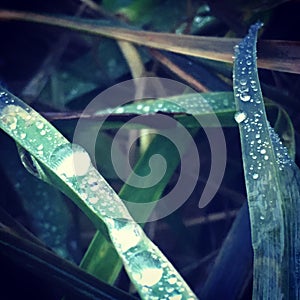 Rain drops, nice and green on a leaf.