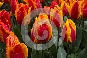 rain drops on orange tulips in a public garden