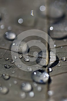 Rain drops on a pachira leaf