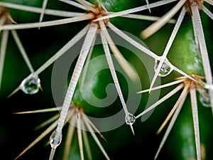 Rain Drops Perched on The Thorns of Cactus