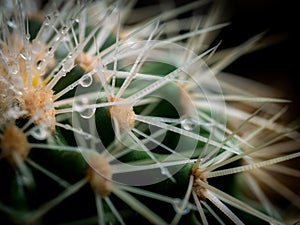 Rain Drops Perched on The Thorns of Cactus