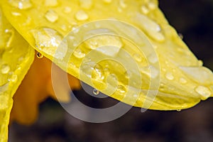 Rain drops on petal of Daffodil, close-up, abstract in Spring