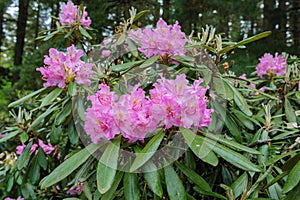 Rain drops on petals of blooming pink rhododendron (azalea) after rain, close-up, selective focus.