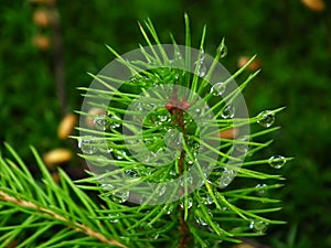 Rain drops on pine needles