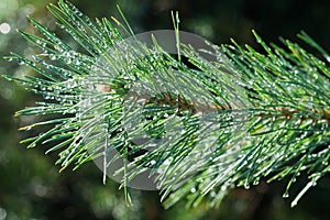 Rain drops on pine needles selective focus