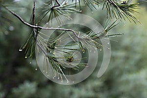 Rain Drops on Pine Needles