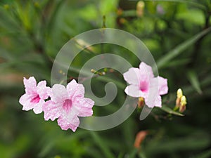 Rain drops on pink flower Waterkanon, Watrakanu, Minnieroot, Iron root, Feverroot, Popping pod, Cracker plant, Trai-no, Toi ting