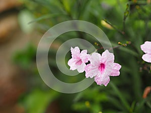 Rain drops on pink flower Waterkanon, Watrakanu, Minnieroot, Iron root, Feverroot, Popping pod, Cracker plant, Trai-no, Toi ting