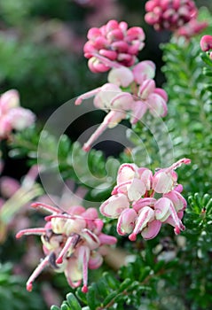 Rain drops on pink flowers of the Australian native Grevillea lanigera, family Proteaceae photo