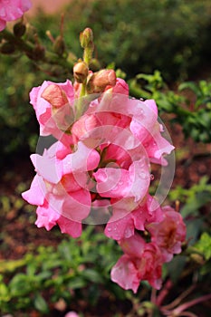 Rain drops on the pink flowers in the bryant park, kodaikanal.