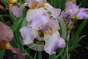 Rain drops on pink flowers of Iris germanica