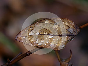 Rain Drops Puddled on a Brown Veined Leaf