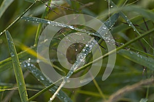 Rain drops after rain on green leaf in sunset light