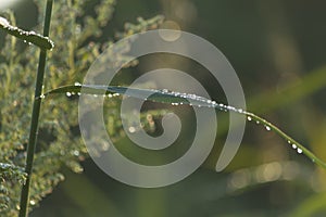 Rain drops after rain on green leaf in sunset light