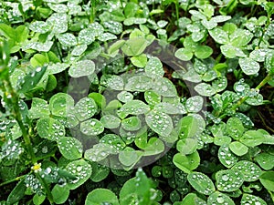 Rain drops in rainy weather on green clover leaves