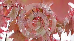 Rain drops, red autumn maple tree leaves. Water droplet, wet fall leaf in forest