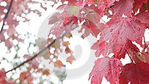 Rain drops, red autumn maple tree leaves. Water droplet, wet fall leaf in forest