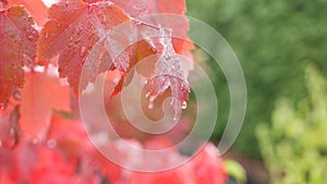 Rain drops, red autumn maple tree leaves. Water droplet, wet fall leaf in forest