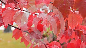 Rain drops, red autumn maple tree leaves. Water droplet, wet fall leaf in forest