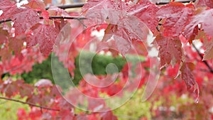 Rain drops, red autumn maple tree leaves. Water droplet, wet fall leaf in forest